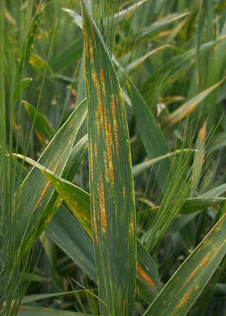 Enfermedades infecciosas en la Agricultura