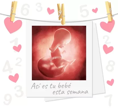Bebè semana 16