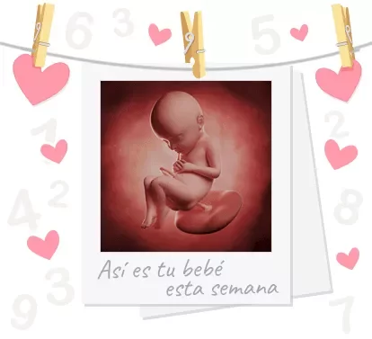 Bebè en semana 32