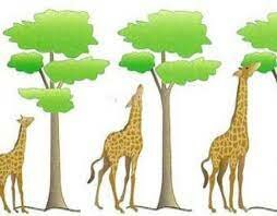 Teoría de la evolución por selección natural de Darwin
