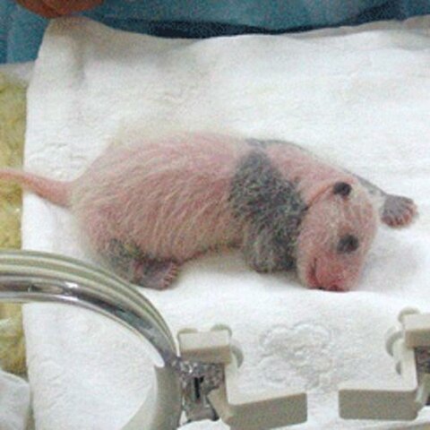 Nacimiento de Xen-Li