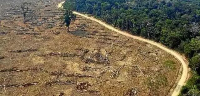 DESMATAMENTO NA AMAZÔNIA