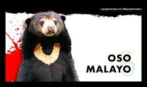 El oso mas pequeño de todos.