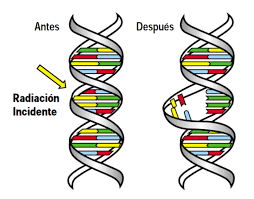 3.Efectos biológicos de la radiación