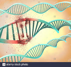 Efectos biológicos de la radiación