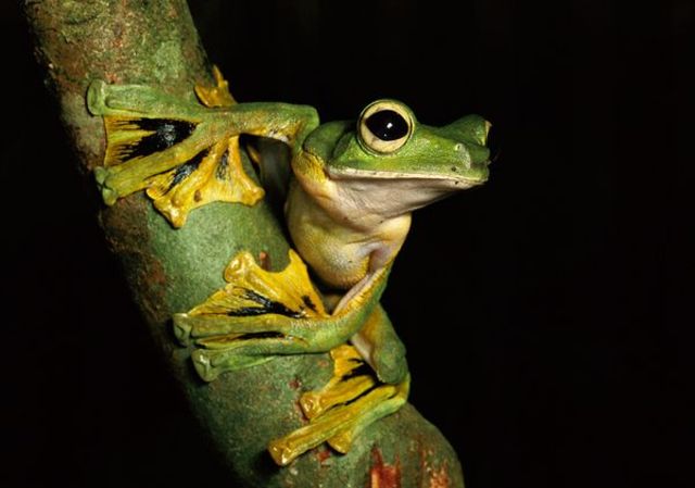 Flying Frog was Discovered