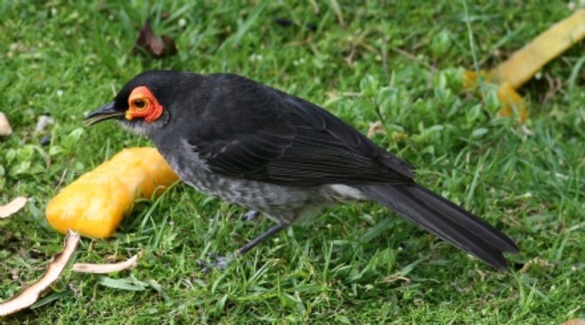 Wattled Smokey Honey Eater was discovered