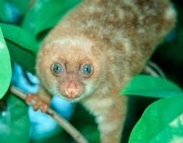 Blue Eyed Spotted cuscus was Discovered