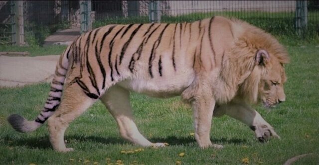 Se Establecen Protocolos Para Hacer Cruces de Especies Sexualmente Incompatibles