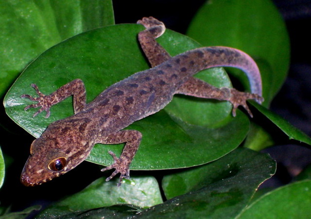 Giant-Bent Toed Gecko was Discovered