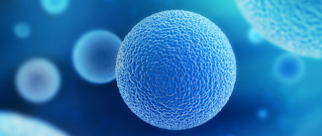 OVOCITO DE SEGUNDO ORDEN