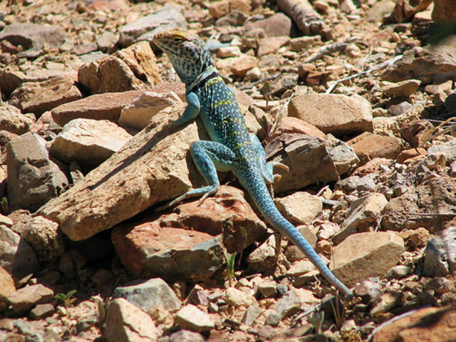 Turquiose Lizard was Discovered