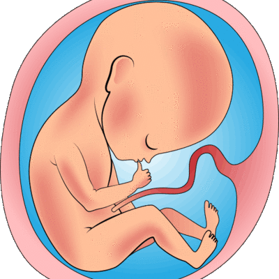 Timeline: Desarrollo Prenatal