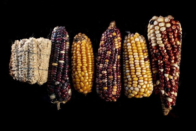 El Influjo de América