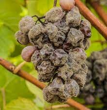 Botrytis cinerea