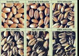 Carbón parcial del trigo