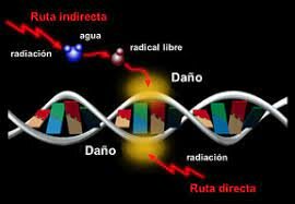 Efecto de los rayos X sobre las células