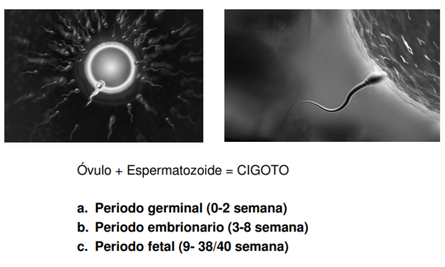 Etapa Prenatal o Fase Prenatal