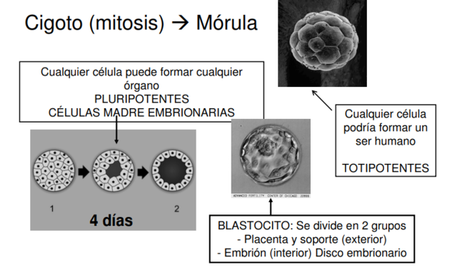 Periodo Germinal Zigoto (0-2 semanas)