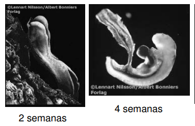 Etapa Embrionaria (2-4 semanas)