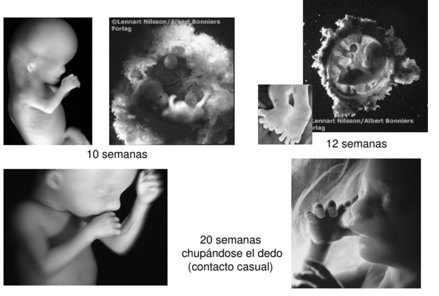 Periodo Fetal (semana 9 nacimiento)