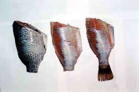 Primer Mitad del Siglo XX