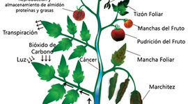Timeline: Historia de los conceptos de causa y enfermedad: paralelismo entre la Medicina y la Fitopatología.