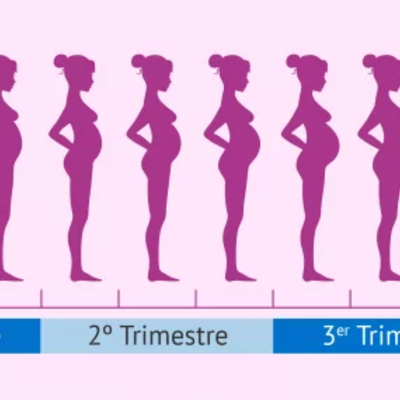 Timeline: Desarrollo Prenatal