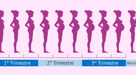 Timeline: Desarrollo Prenatal