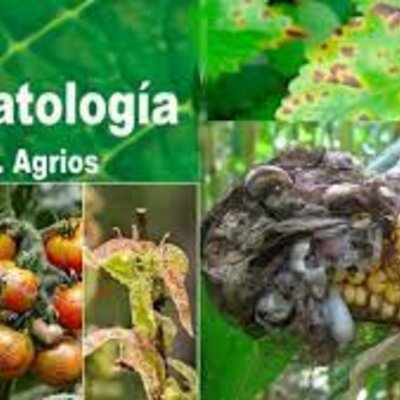 Timeline: El origen  de las enfermedades