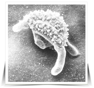 REGISTRO DE LA PRMERAS ENFERMEDADES