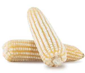 Comercialización de maíz híbrido.