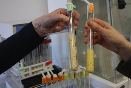 Iniciadores de Fermentación