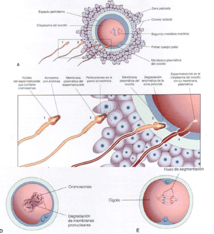 Periodo germinal (0-2 semana)