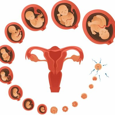 Timeline: DESARROLLO PRENATAL