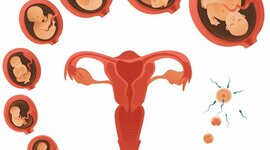 Timeline: DESARROLLO PRENATAL