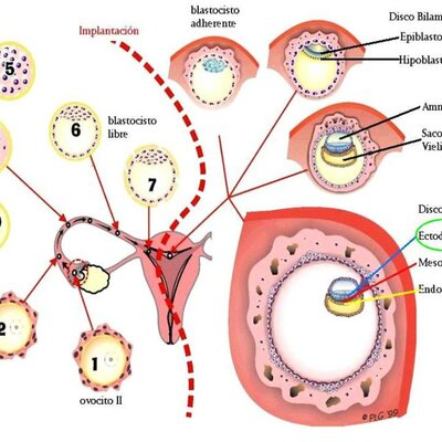 Timeline: Desarrollo Celular del Sistema Nervioso Central                            304) EL CAMPO APLICADO DE LOS PROCESOS EN NECESIDADES EDUCATIVAS ESPECIALES Docente: Sara Patricia González Reyes