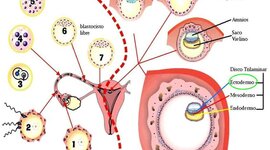 Timeline: Desarrollo Celular del Sistema Nervioso Central                            304) EL CAMPO APLICADO DE LOS PROCESOS EN NECESIDADES EDUCATIVAS ESPECIALES Docente: Sara Patricia González Reyes