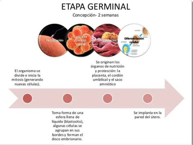 Etapa germinal
