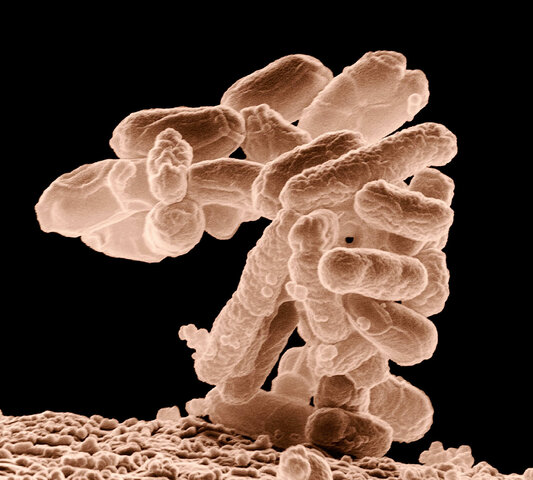 Se Secuencia el Genoma Completo de la Bacteria Escherichia coli.