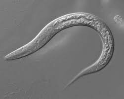 Se Secuencia el Genoma Completo del Nematodo Caenorhabditis elegans.