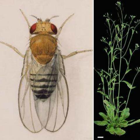 Se Secuencian los Genomas Completos de la Mosca de la Fruta y una Planta