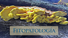 Timeline: Fase 1_ HISTORIA DE LOS CONCEPTOS DE CAUSA Y ENFERMEDAD (Paralelismo entre la Medicina y la Fitopatología)_GERMAN DELGADO_1114457339