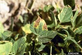 SUMANA Y NEHRU (ENFERMEDAD Y RELIGION)