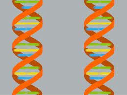 Efectos biológicos de la radiación