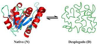 Primer estudio detallado de proteínas por RMN