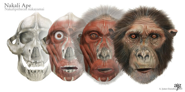 Nakalipithecus nakayamai 9,8 - 9,9 Ma