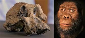 Australophitecus anamensis   3,9 y 4,2 Ma