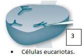 Células eucariotas