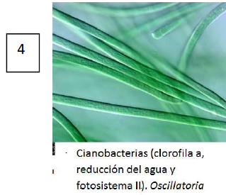 Cianobacterias